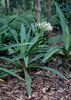 APII jpeg image of Crinum pedunculatum  © contact APII