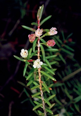 APII jpeg image of Chamelaucium sp. S coastal plain (R.D.Royce 4872)  © contact APII