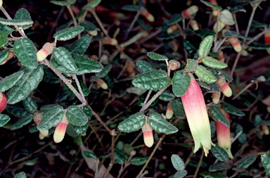 APII jpeg image of Correa reflexa 'Maroondah Tricolor'  © contact APII