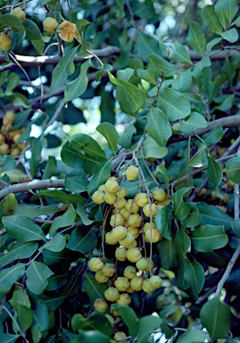 APII jpeg image of Cupaniopsis anacardioides  © contact APII