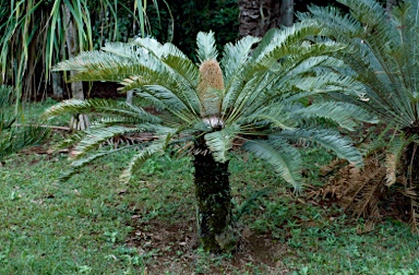 APII jpeg image of Cycas media subsp. media  © contact APII