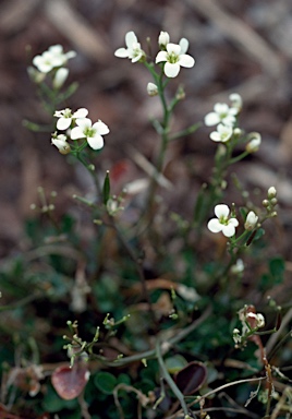 APII jpeg image of Cardamine lilacina  © contact APII