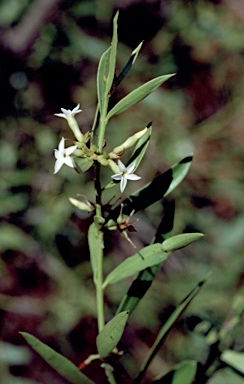 APII jpeg image of Carissa lanceolata  © contact APII