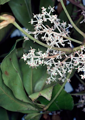 APII jpeg image of Carnarvonia araliifolia  © contact APII