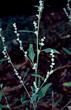 APII jpeg image of Chenopodium album  © contact APII