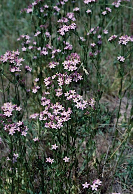 APII jpeg image of Centaurium erythraea  © contact APII