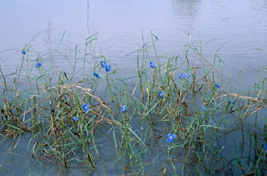 APII jpeg image of Commelina agrostophylla  © contact APII