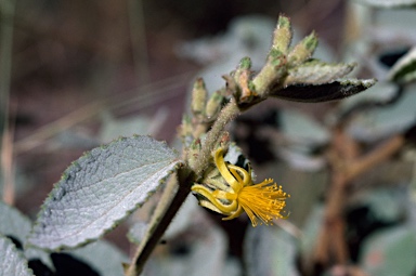 APII jpeg image of Triumfetta ryeae subsp. ryeae  © contact APII