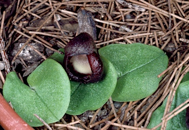 APII jpeg image of Corybas diemenicus  © contact APII