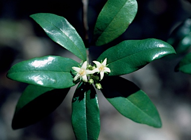 APII jpeg image of Corokia whiteana  © contact APII