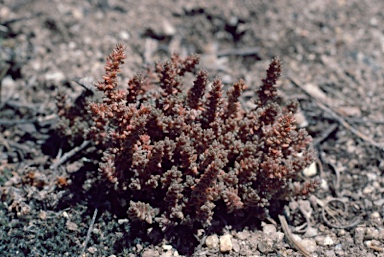 APII jpeg image of Crassula decumbens  © contact APII