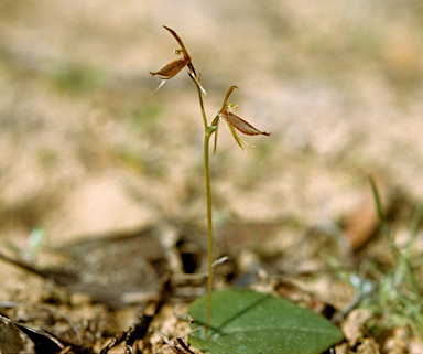 APII jpeg image of Cyrtostylis reniformis  © contact APII