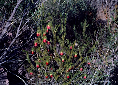 APII jpeg image of Darwinia leiostyla  © contact APII