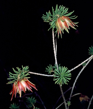 APII jpeg image of Darwinia masonii  © contact APII