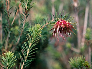 APII jpeg image of Darwinia masonii  © contact APII