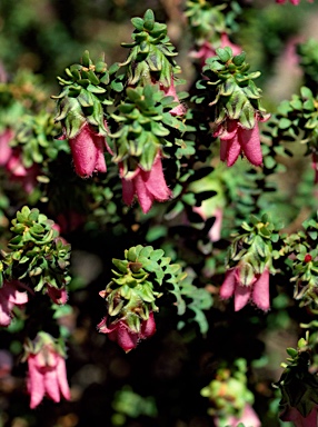 APII jpeg image of Darwinia squarrosa  © contact APII