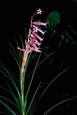 APII jpeg image of Dracophyllum macranthum  © contact APII