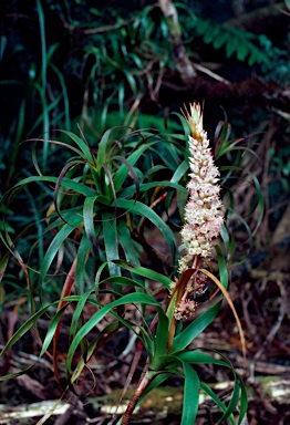 APII jpeg image of Dracophyllum sayeri  © contact APII