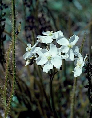 APII jpeg image of Drosera binata  © contact APII