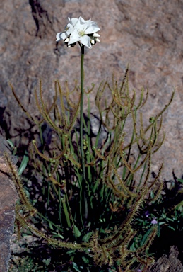 APII jpeg image of Drosera binata  © contact APII