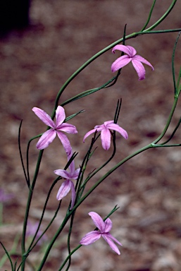 APII jpeg image of Diaspasis filifolia  © contact APII