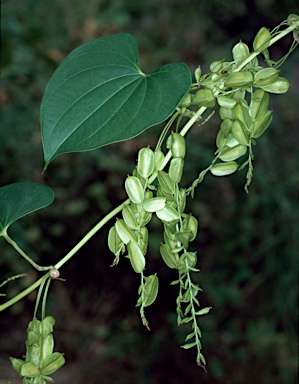 APII jpeg image of Dioscorea bulbifera  © contact APII