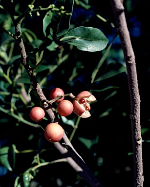 APII jpeg image of Dysoxylum fraserianum  © contact APII