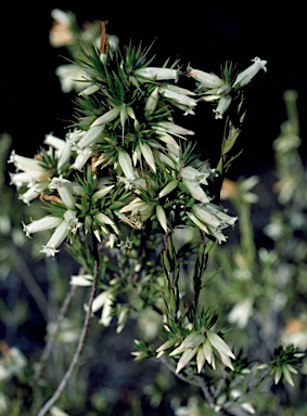 APII jpeg image of Epacris calvertiana var. calvertiana  © contact APII