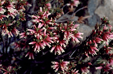 APII jpeg image of Epacris calvertiana var. versicolor  © contact APII