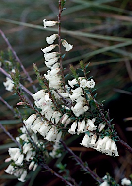 APII jpeg image of Epacris impressa  © contact APII