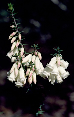 APII jpeg image of Epacris impressa 'Cranbourne Bells'  © contact APII