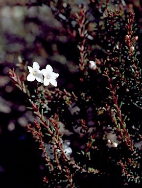 APII jpeg image of Epacris muelleri  © contact APII