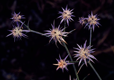 APII jpeg image of Eryngium ovinum  © contact APII