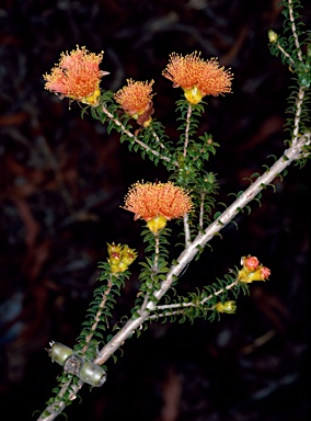 APII jpeg image of Eremaea beaufortioides var. beaufortioides  © contact APII