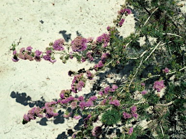 APII jpeg image of Eremaea violacea subsp. raphiophylla  © contact APII