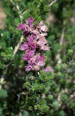 APII jpeg image of Eremaea violacea subsp. raphiophylla  © contact APII