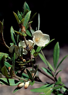 APII jpeg image of Eucryphia wilkiei  © contact APII