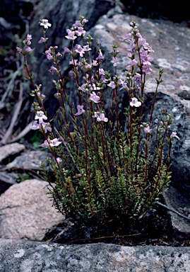 APII jpeg image of Euphrasia collina subsp. diemenica  © contact APII