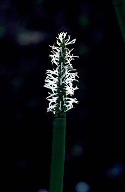 APII jpeg image of Eleocharis sphacelata  © contact APII