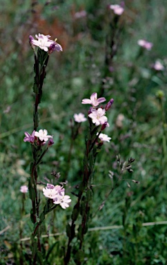 APII jpeg image of Epilobium gunnianum  © contact APII