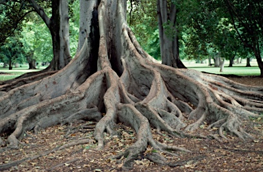 APII jpeg image of Ficus macrophylla  © contact APII