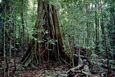 APII jpeg image of Ficus pleurocarpa  © contact APII