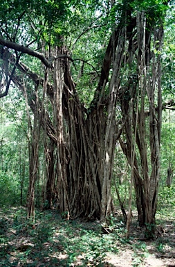 APII jpeg image of Ficus virens  © contact APII