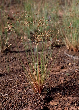 APII jpeg image of Fimbristylis rara  © contact APII