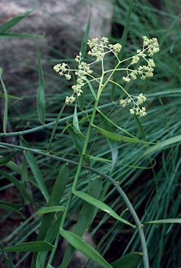 APII jpeg image of Flagellaria indica  © contact APII