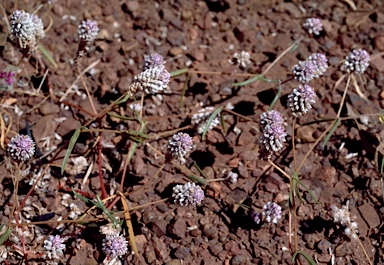 APII jpeg image of Gomphrena occulta  © contact APII