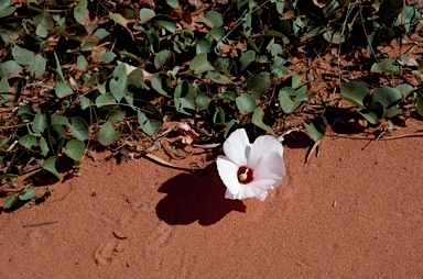 APII jpeg image of Gossypium rotundifolium  © contact APII