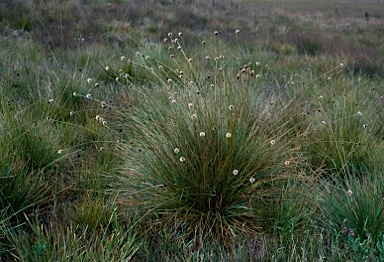 APII jpeg image of Gymnoschoenus sphaerocephalus  © contact APII