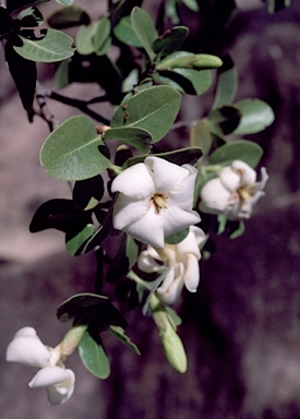 APII jpeg image of Gardenia pyriformis  © contact APII