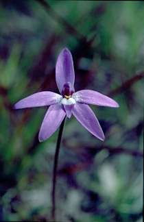 APII jpeg image of Glossodia major  © contact APII